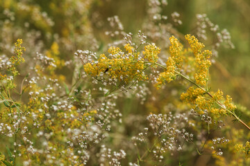  flowers in the garden