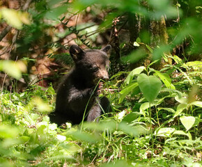 Adorable Black Bear Cub Munching on some Salad Greens Snack Time