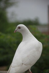 A white pigeon Columba livia with light pink beak and red eyes stands on a perch.