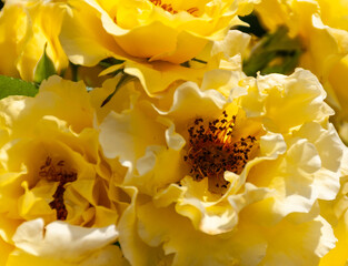 Close-up of delicate yellow roses in bloom, shallow depth of field.