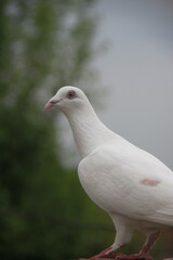 A white pigeon (Columba livia) with light pink beak and red eyes stands on a perch.