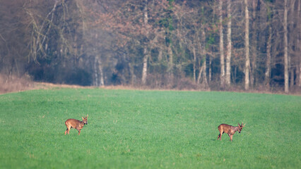 Roe deer buck pursued by a congener in a plain with a view to a confrontation to acquire a...