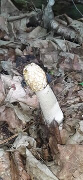 insects eat the fruit of Phallus impudicus