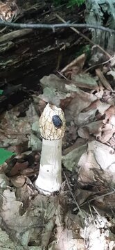 insects eat the fruit of Phallus impudicus