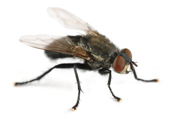 Macro large black house fly, bottle flies isolated on white background, side view	