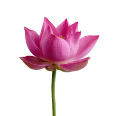 Fototapeta premium A beautiful pink lotus flower, gracefully standing with vibrant petals and a serene appearance against a white isolated background.