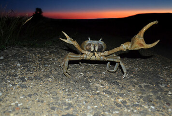Lone Crab Crossing a Deserted Road at Sunset