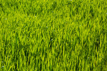 Green wheat field as natural background