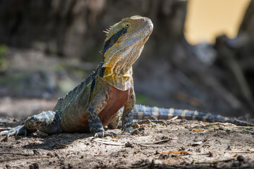 Close up of a male Australian Water Dragon