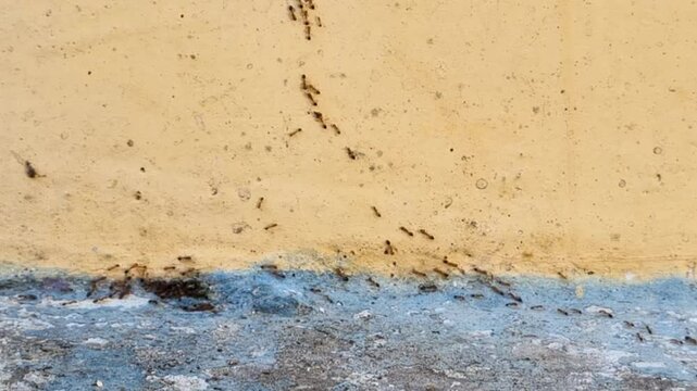A group of red ants walking on the wall in the afternoon