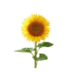 Obraz premium A vibrant sunflower with bright yellow petals and a textured brown center, showcasing its beauty against a white isolated background.
