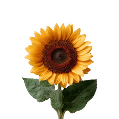 Bright sunflower with vibrant yellow petals and a dark center, showcasing its natural beauty on a white isolated background.