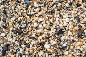 A close-up os sea shells washed up on a beach