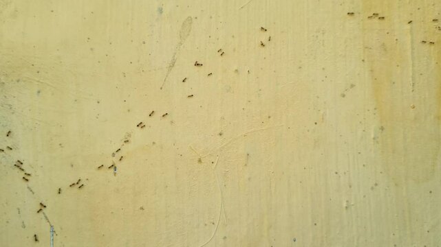A group of red ants walking on the wall in the afternoon