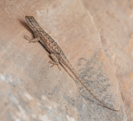 Ornate Tree Lizard on a metal handrail in Arizona desert, USA