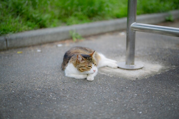 舗装道路でガードレールの横に横たわるキジトラ猫