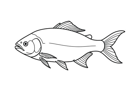 Bangus drawing. It is a black and white outline image of a bangus, also known as milkfish, a common food fish. Vector sketch line art draw.