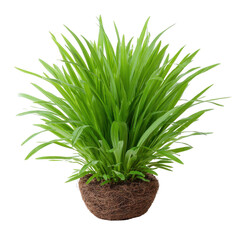 Vibrant green grass plant in a natural soil base, showcasing lush foliage and healthy growth, ideal for home decor and gardening inspiration.