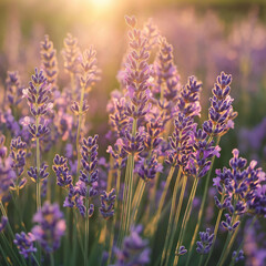 Obraz premium Blooming lavender bushes in a field with warm afternoon light,