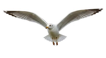 Fototapeta premium Dramatic shot of a seagull with widespread wings exhibiting movement and freedom during the day.