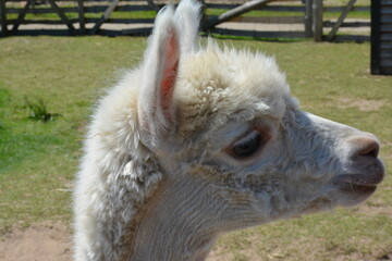 Close-up of a white alpaca with thick, curly wool on its head, photographed in natural light. Perfect for animal, farming, and wool industry concepts