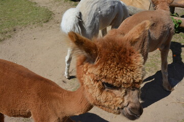 Close-up of a brown alpaca with thick, curly wool on its head, photographed in natural light. Perfect for animal, farming, and wool industry concepts