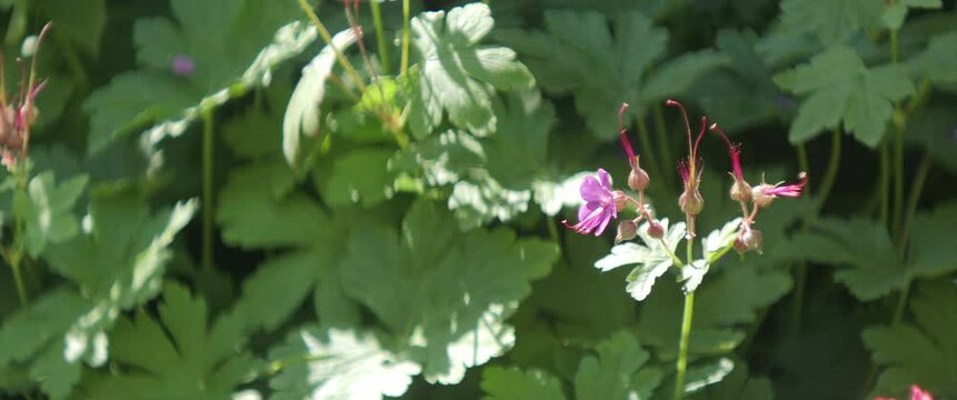 Bulgarian geranium flowers by spring 4K scope video