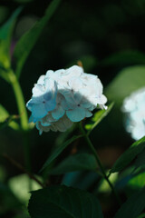 Obraz premium Monochrome White Hydrangea – Elegant Black and White Floral Photography