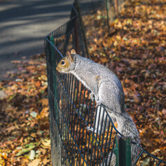 A gray squirrel perches on a fence in Central Park, New York City. Autumn leaves on the ground are visible.
