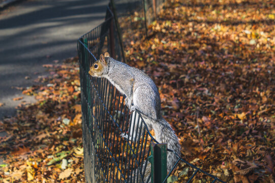 A gray squirrel perches on a fence in Central Park, New York City. Autumn leaves on the ground are visible.