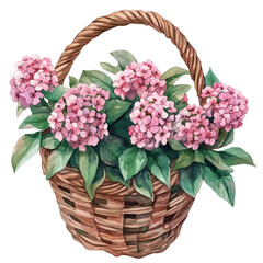 A Spiraea Flower Basket, watercolor drawing vector, isolated on a white background.