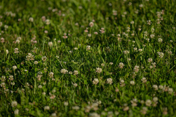 A beautiful field of small, delicate white flowers thriving and growing amidst the lush green grass below them in the natural landscape