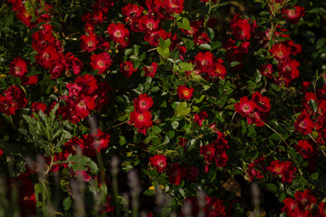 Obraz premium A beautiful bush adorned with plenty of vibrant red flowers and lush green leaves, creating a stunning display of natures beauty