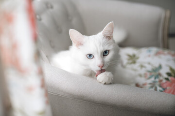 A calm white cat in a home environment lies on a sofa and licks its paw. Light interior, sunlight.