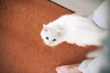 A white cat spins around its owner's feet and looks up. The person's feet are visible in the frame, and there is an orange carpet in the background.