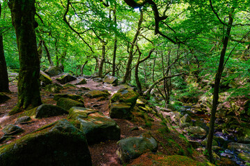 Ancient oak and birch trees in Padley Gorge, Derbyshire.