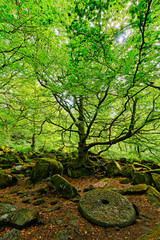 Scattered rocks, millstones and ancient birch trees in Padley Gorge