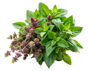 Holy Basil Bunch Transparent