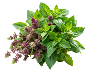 Holy Basil Bunch Transparent