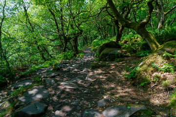 Winding rock covered footpath through ancient woodland.