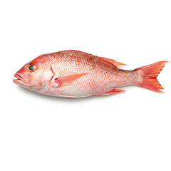 red fish isolated on white background