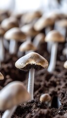 Close-up view of mushrooms thriving on used coffee grounds in indoor urban setting under lights