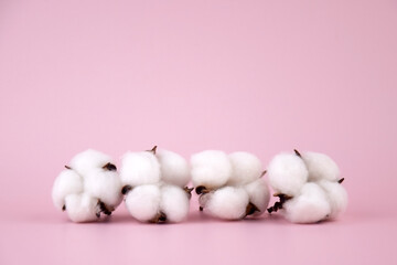 White cotton flower on pink background.