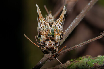 orb-weaver spider on a tree