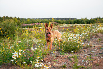 Mixed breed red ginger young dog is standing in a colorful wildflower field, surrounded by daisies and greenery, capturing a joyful moment in a serene natural environment