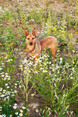 Red dog in a colorful wildflower field, surrounded by lush greenery, displaying a playful attitude and curiosity in a serene outdoor environment