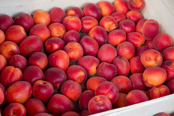 Crate full of red peaches. The peaches are ripe and ready to eat.