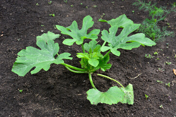 Zucchini Plant Growing in the Garden close up