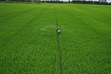 Scene of green rice fields and farmers spraying pesticides