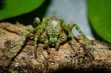 green orb-weaver spider on a tree